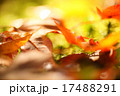 秋のマクロカット 17488291