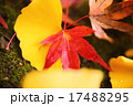 かえで 17488295