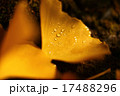 かえでと水滴 17488296