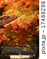京都の紅葉 17488298