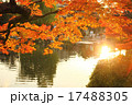 夕方と紅葉　京都円山公園 17488305