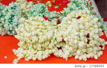 Jasmine flower for praying Jasmine flower for praying 17488365