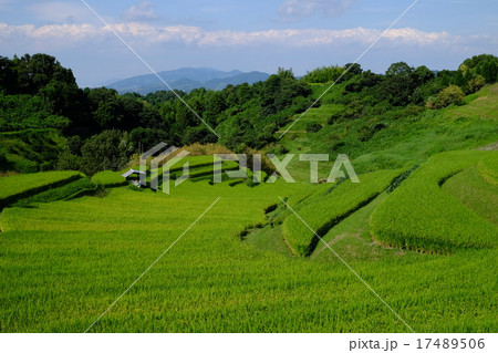日本棚田百選 大阪 下赤阪の棚田 17489506