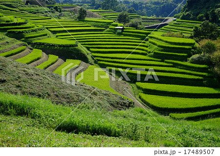 日本棚田百選 大阪 下赤阪の棚田 日本棚田百選 大阪 下赤阪の棚田 17489507