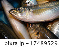 あじ 17489529