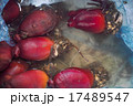 ほや 17489547