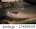 さば 17489549