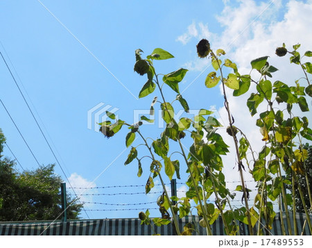 夏の終わりの向日葵 夏の終わりの向日葵 17489553