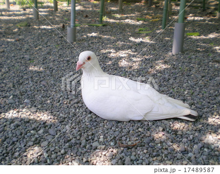 白いハト 17489587