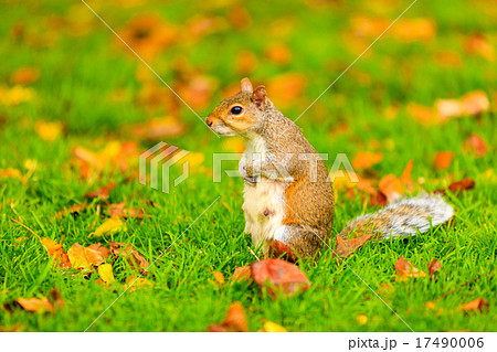 grey squirrel in autumn park grey squirrel in autumn park 17490006