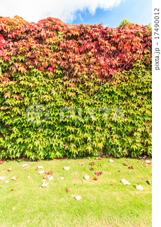 Autumn background wall of ivy leaves 17490012