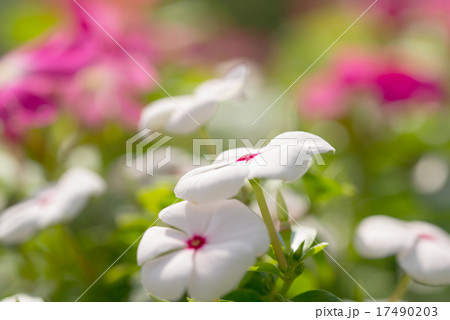 日日草 日日草 17490203