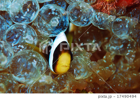 クマノミ 17490494