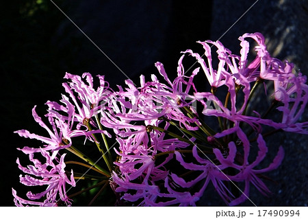 ネリネ ダイヤモンドリリー 黒バックに映えて ネリネ ダイヤモンドリリー 黒バックに映えて 17490994