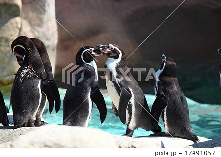 ぺンギン 17491057