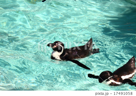 ぺンギン ぺンギン 17491058