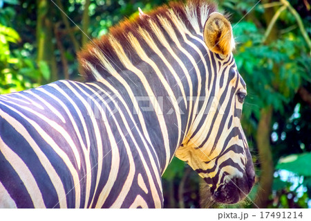 Zebra 17491214