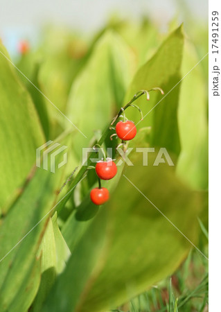 スズランの実 17491259