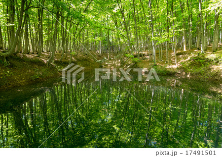 新緑の美人林と池 新緑の美人林と池 17491501