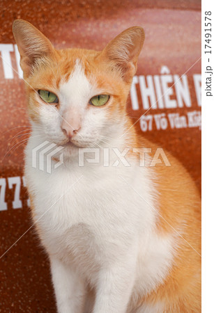 Portrait of brown cat 17491578