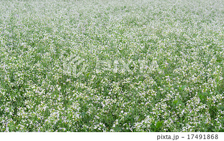 Beautiful white mustard flowers field 17491868