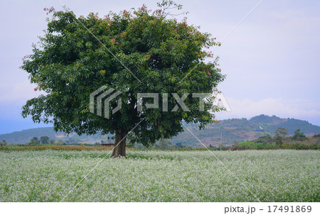 Beautiful white mustard flowers field 17491869