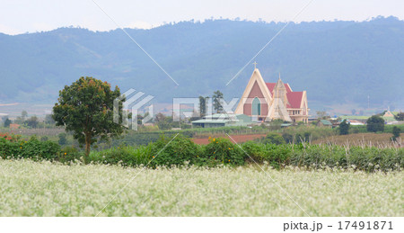 Beautiful white mustard flowers field Beautiful white mustard flowers field 17491871