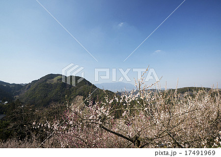 賀名生梅林春景 賀名生梅林春景 17491969