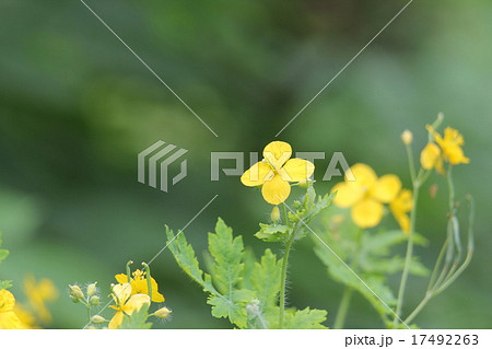 クサノオウ 17492263