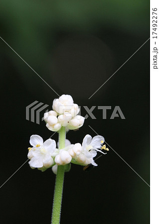 ヤブミョウガ 17492276