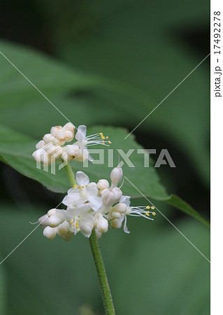 ヤブミョウガ ヤブミョウガ 17492278