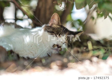 炎天下の中、木の下で涼むのらねこ 17492375