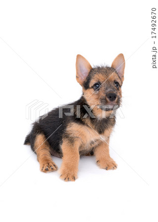 ノーリッチテリアの子犬 ノーリッチテリアの子犬 17492670