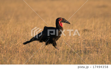 Southern ground hornbill walks across African savannah 17494358