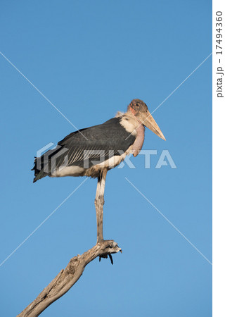 Stork perched on branch looking towards camera Stork perched on branch looking towards camera 17494360