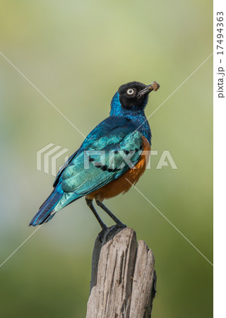 Superb starling carrying worm perched on fencepost Superb starling carrying worm perched on fencepost 17494363