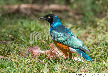 Superb starling perched beside bone on grass 17494364