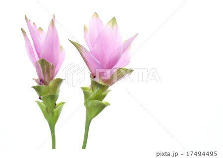 クルクマ 17494495