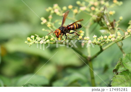 生き物 昆虫 ヒメスズメバチ 大型でスマートなスズメバチ ヤブカラシの花を掴んで吸蜜に夢中の写真素材
