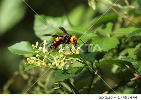 生き物　昆虫　オオスズメバチ、ヤブカラシで吸蜜中。食事に夢中で近づいても逃げません 17495444