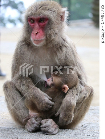 高崎山 猿の親子の写真素材