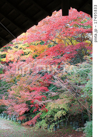 京都の秋　紅葉　楓　秋,　もみじ  17495833