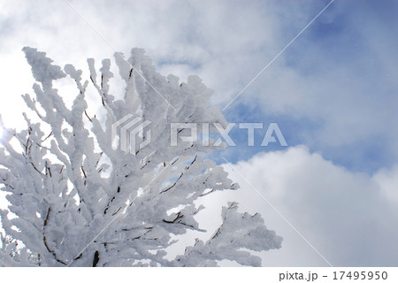 晴れ間の樹氷. 17495950