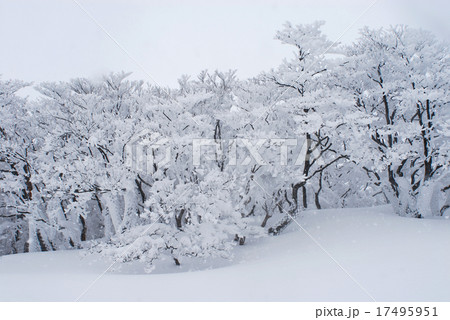 沈黙の雪. 17495951