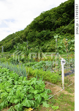 市民農園 市民農園 17495987