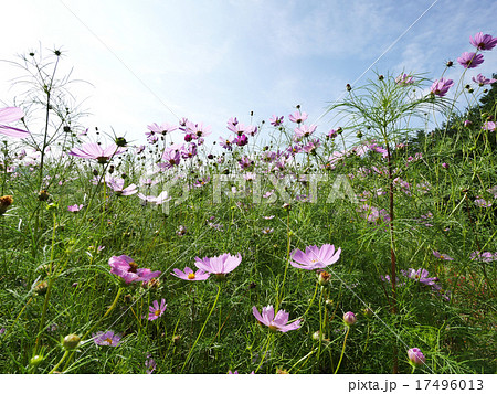 コスモスの花畑 コスモスの花畑 17496013