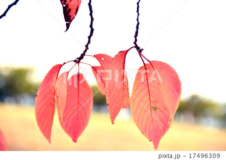 秋の桜葉 17496309