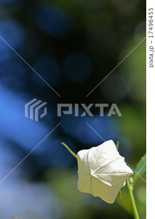 白花桔梗の蕾 17496455