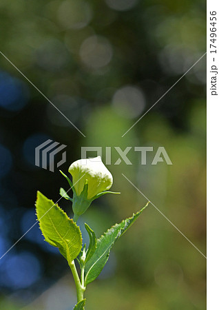 白花桔梗の蕾 白花桔梗の蕾 17496456