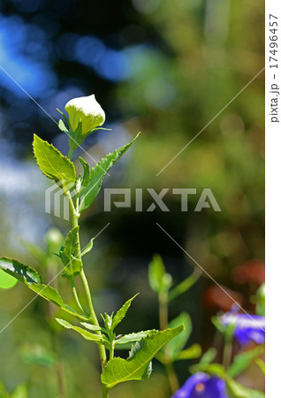 白花桔梗の蕾 白花桔梗の蕾 17496457